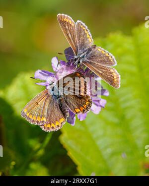 Uomo e donna Brown Argus Aricia agestis in corteggiamento pre-nuziale presso la Rough Bank Butterfly Conservation Reserve nel Gloucestershire, Regno Unito Foto Stock