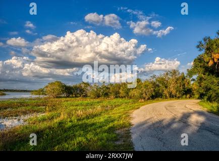 Luce nel tardo pomeriggio sulla strada del parco nel Myakka River State Park a Sarasota, Florida, USA Foto Stock