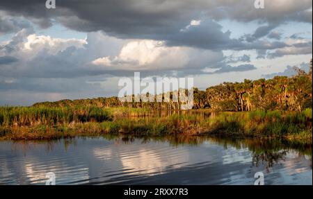 Nel tardo pomeriggio riscopri la costa dell'Upper Myakka Lake nel Myakka River State Park a Sarasota, Florida, USA Foto Stock