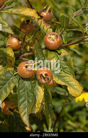 Medlar.: Mespilus germanica. 'Nottingham'. Frutta. Foto Stock