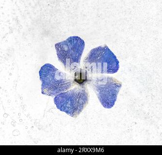 Grande Periwinkle: Vinca Major. Fiori nel ghiaccio. Foto Stock