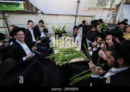 I preparativi di Sukkot a Gerusalemme gli ebrei ortodossi selezionano fronde di palma utilizzate nei rituali eseguiti durante l'imminente festival ebraico di Sukkot a Gerusalemme, il 27 settembre 2023. Foto di saeed qaq Copyright: XSAEEDxQAQx 513A0806 Foto Stock