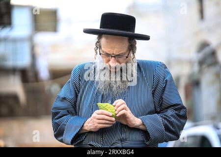 I preparativi di Sukkot a Gerusalemme l'uomo ebreo ortodosso ispeziona un Etrog, o un citrone, utilizzato nei rituali eseguiti durante l'imminente festa ebraica di Sukkot a Gerusalemme il 27 settembre 2023. Il Sukkah è costruito e vissuto durante la festa ebraica di Sukkot, nota anche come la festa dei Tabernacoli, così chiamato per i rifugi in cui vivevano gli Israeliti mentre vagavano per il deserto per 40 anni. Le vacanze di una settimana iniziano venerdì. Foto di saeed qaq Copyright: XSAEEDxQAQx 5T9A8954 Foto Stock