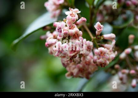 Viburnum suspensum - gruppi di piccoli fiori bianchi su un ramo, fuoco selettivo. Sfondo fiore primaverile Foto Stock