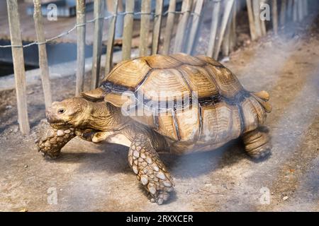 Jardine d'acclimatation, Francia, tartaruga speronata africana, chiamata anche tartaruga sulcata, è una specie di tartaruga in via di estinzione che vive a sud Foto Stock