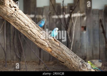 Jardine d'acclimatation, budgerigar, noto anche come il comune parakeet, parakeet di conchiglie o budgie, è un piccolo pappagallo dalla coda lunga che mangia semi. Budgies Foto Stock