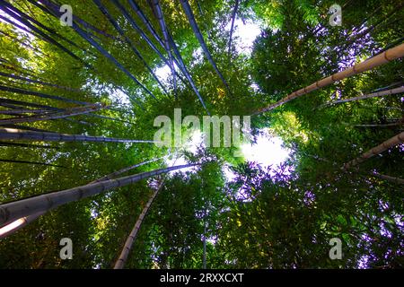 Luce che splende attraverso la spessa tettoia di bambù. Foto scattate in California. Foto Stock