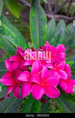 Fiori Plumeria di diverse varietà in un giardino californiano. Fiori tropicali. Foto Stock