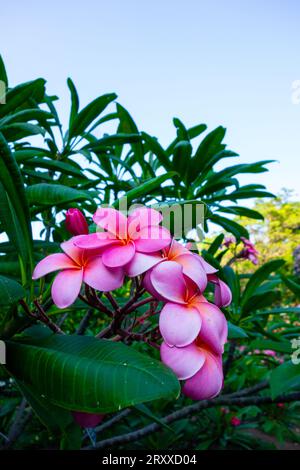 Fiori Plumeria di diverse varietà in un giardino californiano. Fiori tropicali. Foto Stock