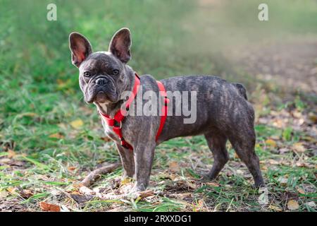 bellissimo e adorabile bulldog francese brindle in un'imbracatura durante una passeggiata Foto Stock