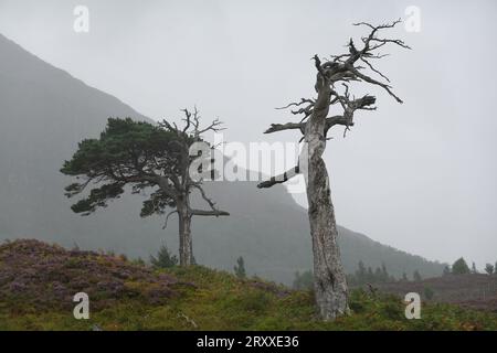 Dead Scots Pine, Pinus Sylvestri, Black Wood of Rannoch, un residuo di un'antica foresta caledoniana, Loch Rannoch Scottish Highlands. Foto Stock