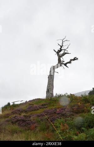 Dead Scots Pine, Pinus Sylvestri, Black Wood of Rannoch, un residuo di un'antica foresta caledoniana, Loch Rannoch Scottish Highlands. Foto Stock