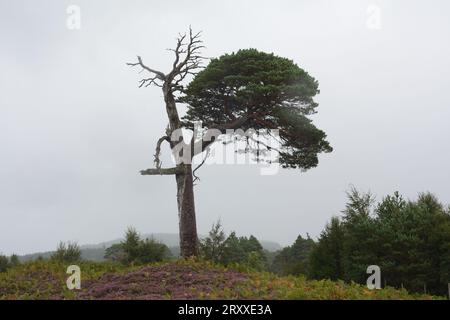 Dead Scots Pine, Pinus Sylvestri, Black Wood of Rannoch, un residuo di un'antica foresta caledoniana, Loch Rannoch Scottish Highlands. Foto Stock