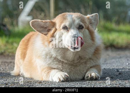 Pembroke Corgi cane leccare le labbra Foto Stock