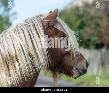 Cavallo islandese stallone Foto Stock