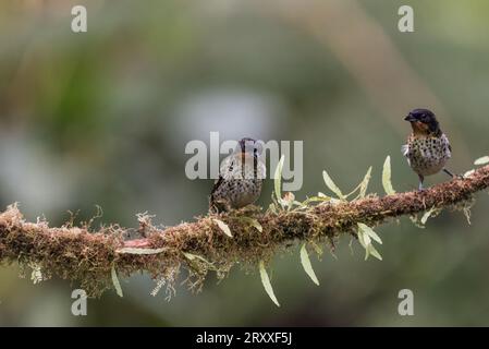 Tanagers dalla gola rufa (Tangara rufigula) arroccato su un ramo in Ecuador Foto Stock