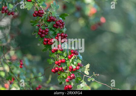 bacche di biancospino in autunno Foto Stock