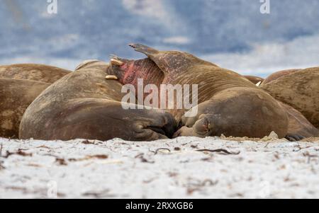 Trichechi che riposano su una spiaggia a Spitsbergen, nelle Svalbard Foto Stock