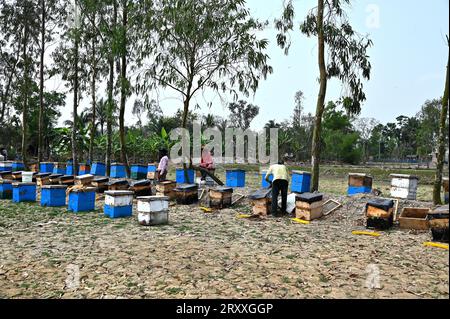 L'apicoltore raccoglie miele fresco dagli alveari nella natura della foresta dell'isola di Sundarban nel Bengala Occidentale, India Foto Stock