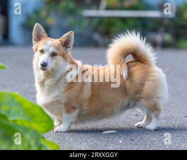 Pembroke Corgi cane Foto Stock