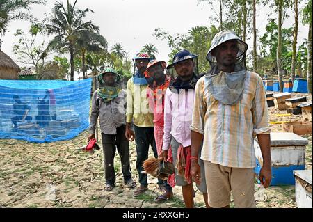 L'apicoltore raccoglie miele fresco dagli alveari nella natura della foresta dell'isola di Sundarban nel Bengala Occidentale, India Foto Stock