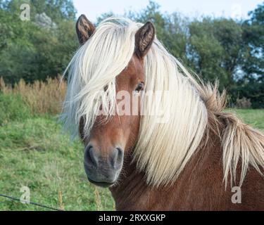 Cavallo islandese stallone Foto Stock