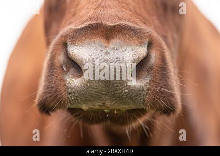 Mucca belga rossa primo piano del naso Foto Stock