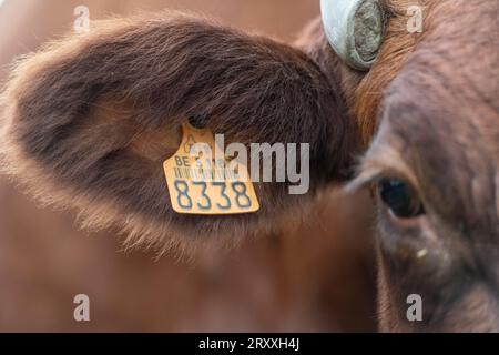 Primo piano della mucca belga rossa Foto Stock