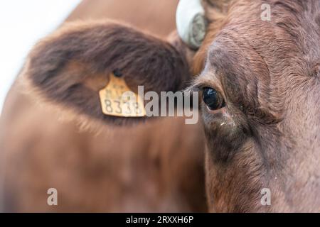 Primo piano della mucca belga rossa Foto Stock