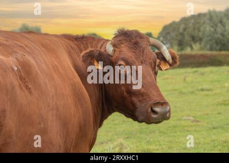Belga Red Cow Foto Stock