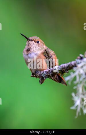 Un piccolo colibrì Rufous maschio (Selasphorus rufus) arroccato alla fine di un ramo ricoperto di licheni Foto Stock