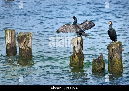 Due grandi cormorani (Phalacrocorax carbo) seduti su vecchi groynes in mare, uno con ali sparse Foto Stock