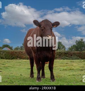 Mucca del Sussex Foto Stock