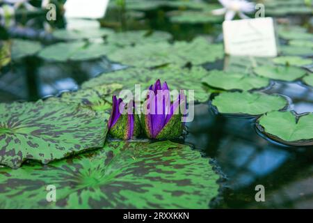 boccioli viola di un giglio d'acqua tropicale prima di fiorire in una piscina serra Foto Stock