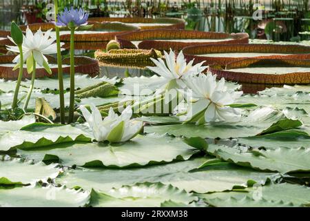 nella serra del giardino botanico fioriscono diverse specie di ninfee Foto Stock