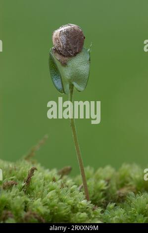 Faggio comune (Fagus sylvatica), piantine, Renania settentrionale-Vestfalia, Germania Foto Stock