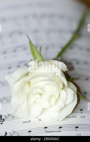 Fiore di rosa su spartiti musicali Foto Stock