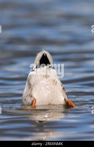 Mallard (Anas platyrhynchos), maschio, dabbling, Renania settentrionale-Vestfalia, Erpel, Germania Foto Stock