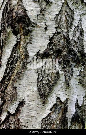 Betulla verrucola d'argento (Betula pendula) Foto Stock