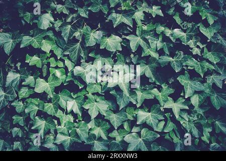 Tra il fogliame autunnale, il declino della natura è splendidamente catturato mentre l'edera comune, Hedera Helix, si fa strada attraverso la rustica facciata boschiva Foto Stock