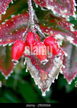 Hoarfrost sui fianchi delle rose Foto Stock