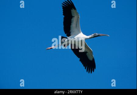 Woodstork (Mycteria americana), Everglades National Park, Florida, USA Foto Stock