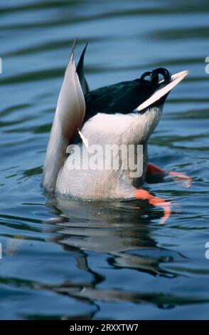 Mallard (Anas platyrhynchos), maschio, Renania settentrionale-Vestfalia, Germania Foto Stock