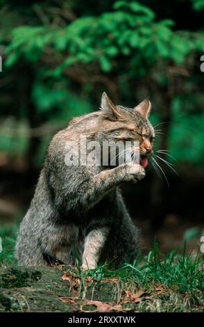 Gatto selvatico europeo (Felis silvestris) Foto Stock