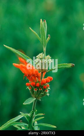 Orecchio del leone, Namibia (Leonotis leonurus) Foto Stock