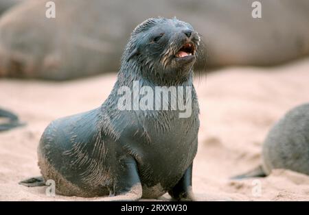 Foca di pelliccia sudafricana (Arctocephalus pusillus), foca nana, foca di pelliccia del capo, Young, Cape Cross, Namibia, foca sudafricana, giovane, Namibia Foto Stock