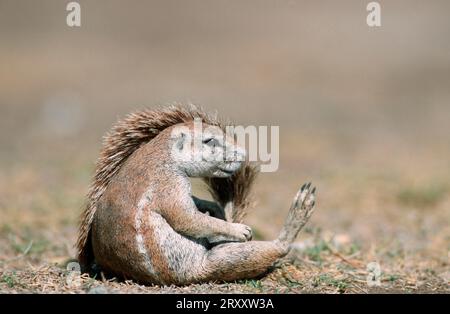 Scoiattolo di terra del Capo (Xerus inauris), scoiattolo di terra del capo, Namibia Foto Stock