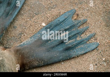 Foca di pelliccia sudafricana (Arctocephalus pusillus), foca nana, foca di pelliccia del capo, pinna, croce del Capo, Namibia, foca sudafricana, pinna, Namibia Foto Stock