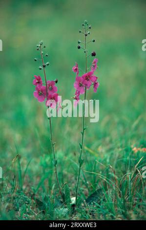 Mullein viola (Verbascum phoeniceum), mullein viola, Ungheria Foto Stock