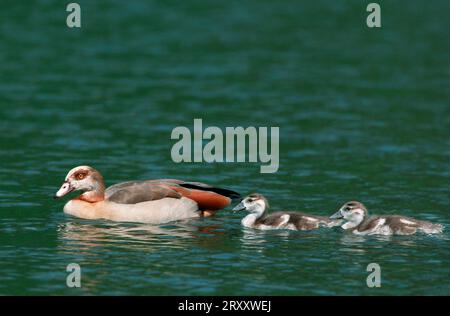 Oca egiziana (Alopochen aegyptiacus) con canti Foto Stock